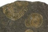 Dactylioceras Ammonite Cluster - Posidonia Shale, Germany #79307-1